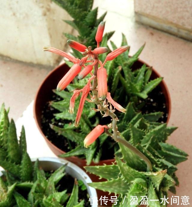 如果你家芦荟长这东西,别剪掉,请珍惜,比较少见!