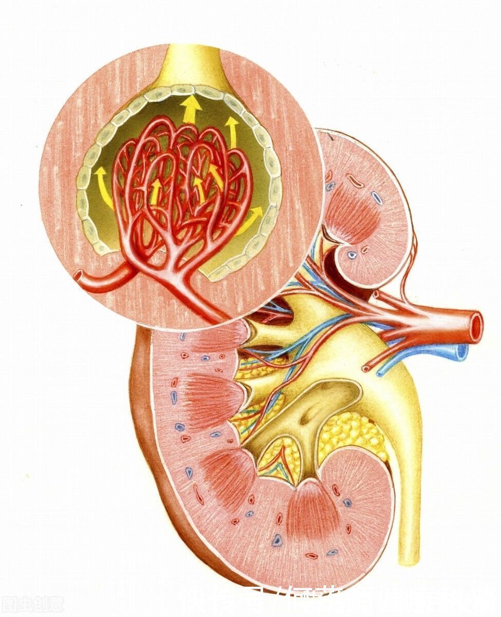 降糖药|新型降糖药达格列净,减重降压降脂,降尿酸降尿蛋白,保护心血管