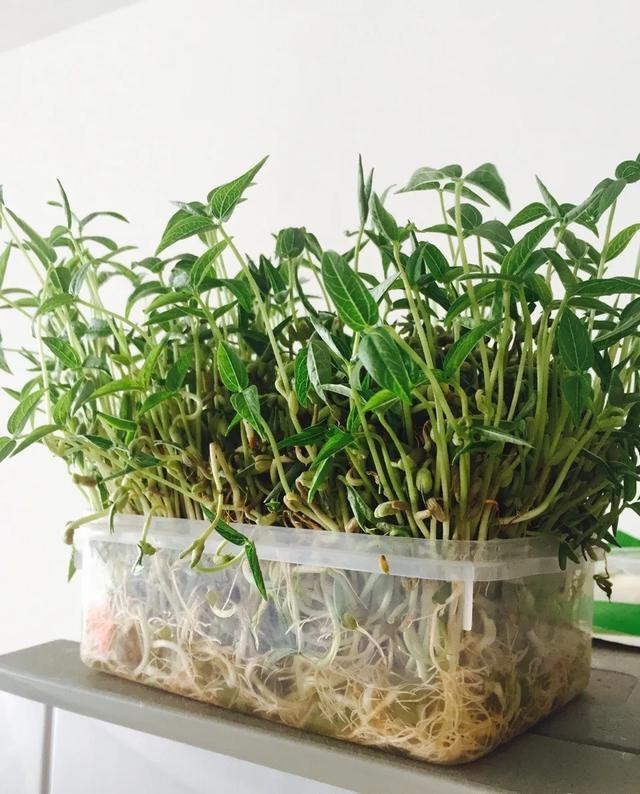 丢一把种子到水里，7天冒出小森林，越热越长个！绿植盆栽不用买
