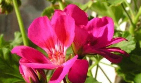 盆栽|6月29日开始,养花试试这几款,花儿开成满天星,颜色丰富多彩