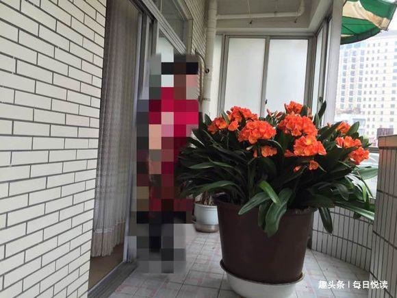 盆底埋点“它”,绿萝、君子兰疯长如“杂草”,叶大如掌,开花爆