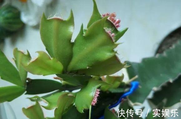 花苞|蟹爪兰长出这种叶子,立马掰掉它,嗖嗖冒花苞!