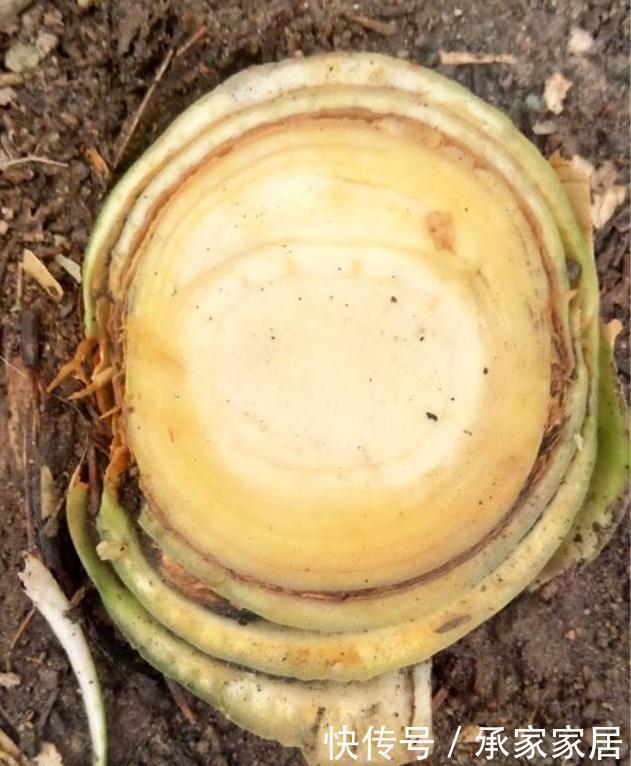 李大姐|李大姐养君子兰,开春切一刀,养60天,冒出9个芽,要爆盆了