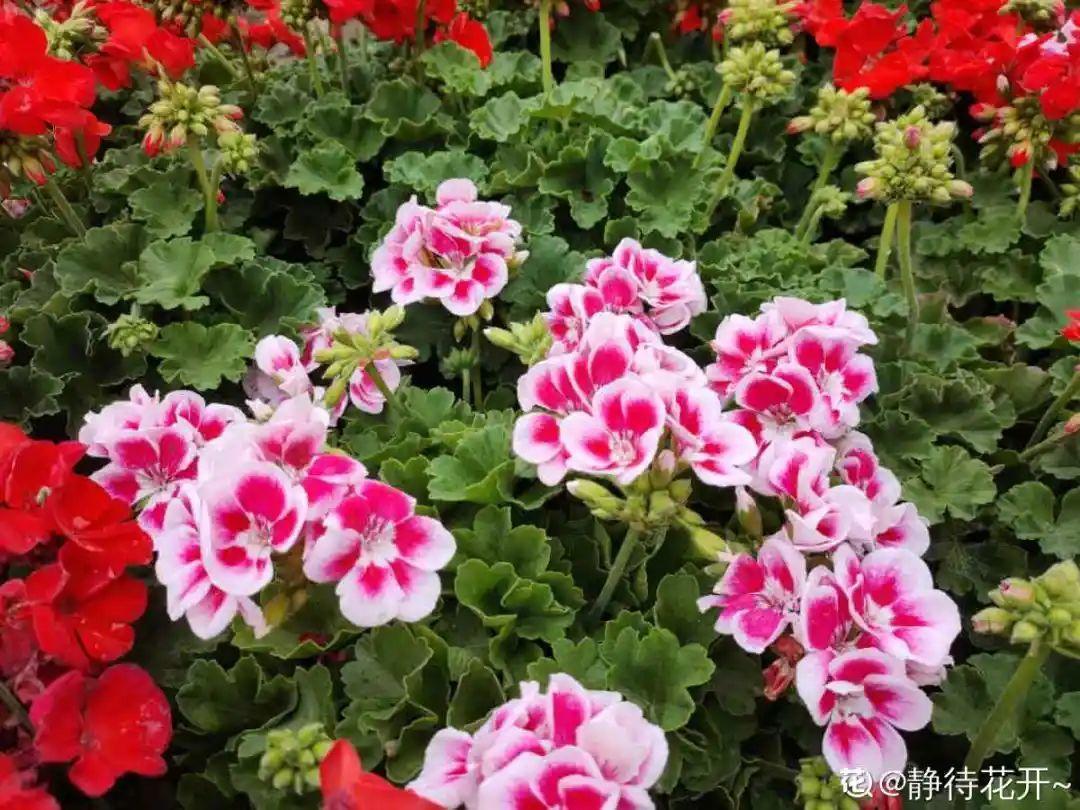 8种花夏天太容易死,现在赶紧扦插,死了也不心疼!