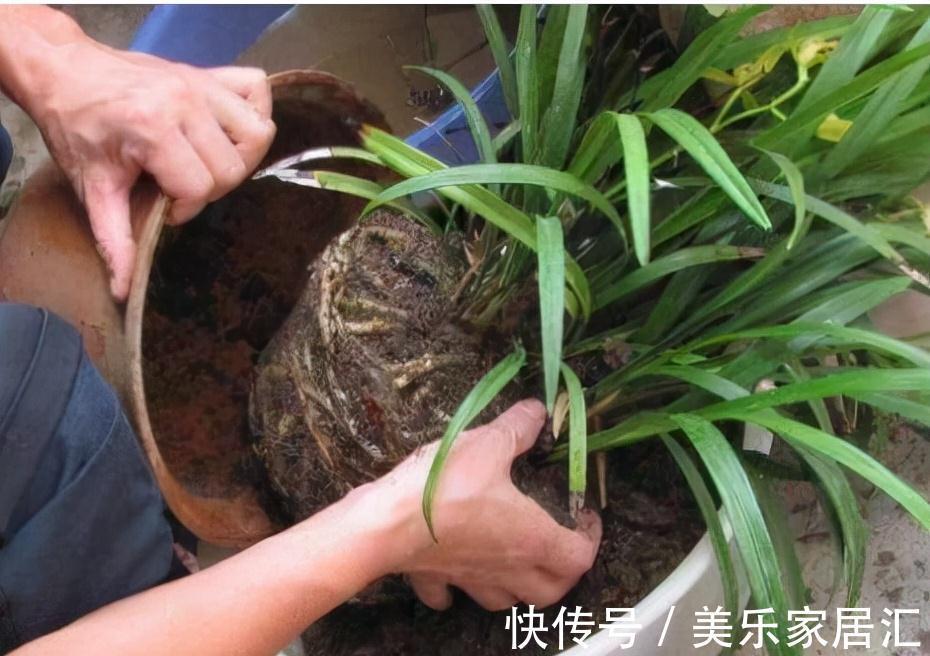 老花匠养花,从来不买花肥,只用这3种黄金土,盆盆都能爆