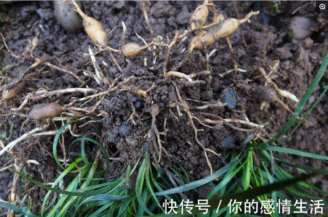 沿阶草苷|被誉为'不老药',果实像珍珠,浑身上下都是宝,你认识吗?