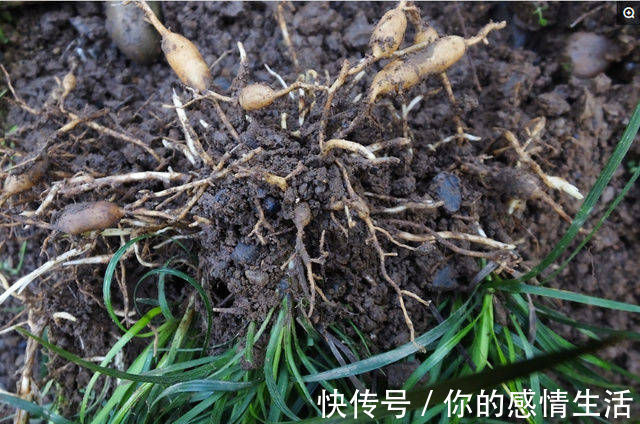 沿阶草苷|被誉为'不老药'，果实像珍珠，浑身上下都是宝，你认识吗？