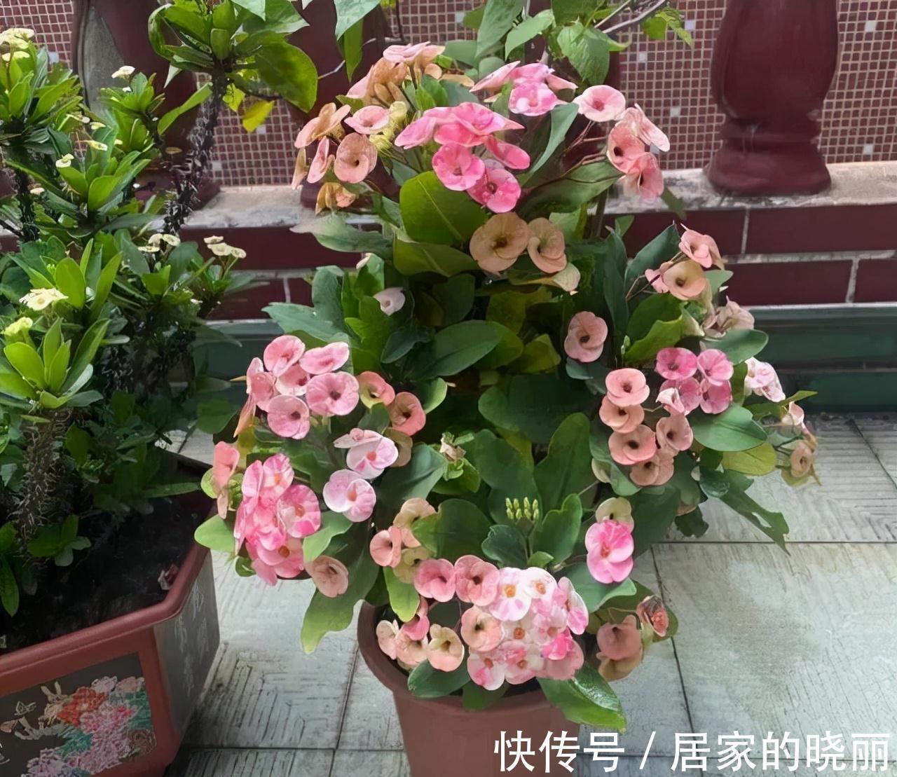 越漂亮的花越“有毒”！快来认识这12种大毒花，涨“知识”不吃亏