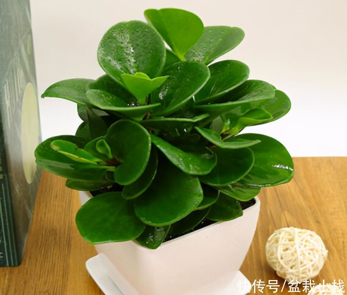 铜钱草|懒人花卉有哪些?6种花撒手养!关键还好看