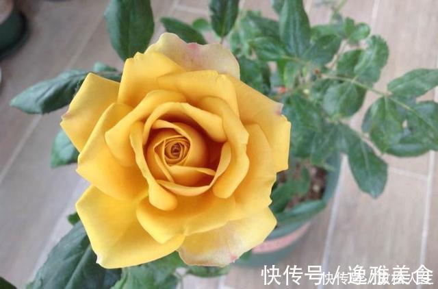 盘点10种古典美复古色系月季，你必须拥有其中一种！