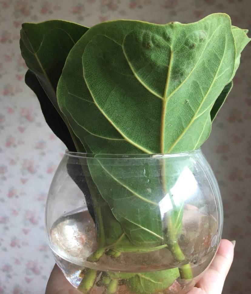 自制扦插＂生根水＂，操作简单超实用，7天长出大白根