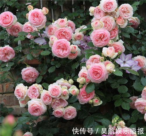 想要月季花开出“繁花”景象，这几件事要做好，5分钟学会！