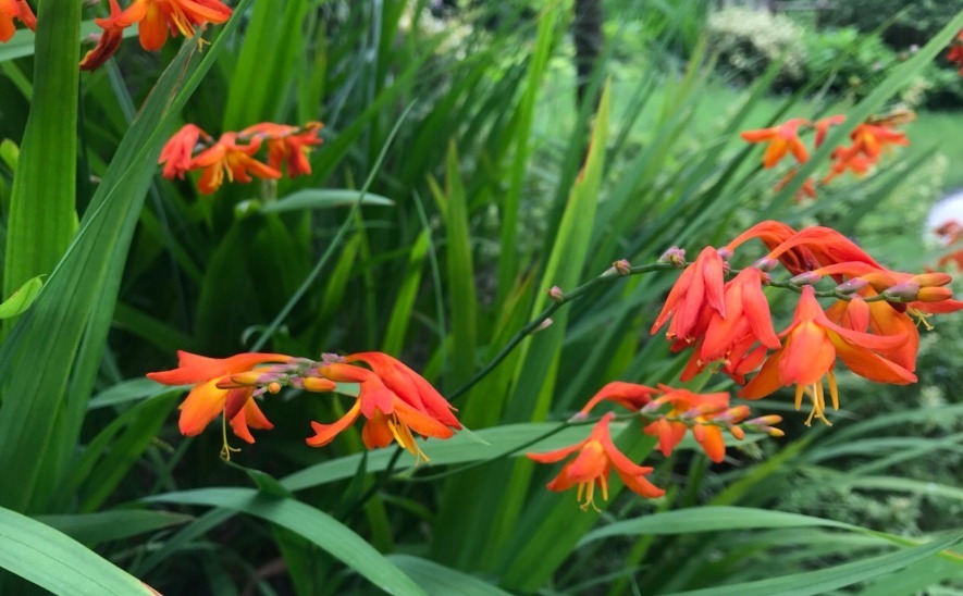 此花靓丽的颜色,就像是一个热情似火的姑娘,一直对你放着电眼