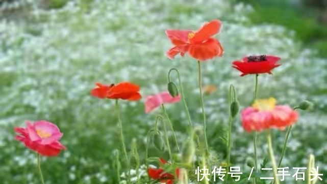 岳母|“为了避免婆媳矛盾,别让我妈照顾你月子了”可以,我有一个条件