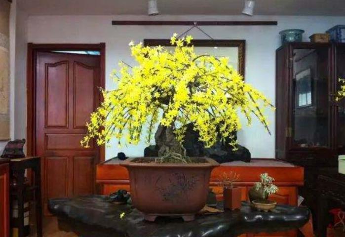 5种花冬天再冷也不怕,年前搬进室内,过年就开花,喜庆又漂亮!