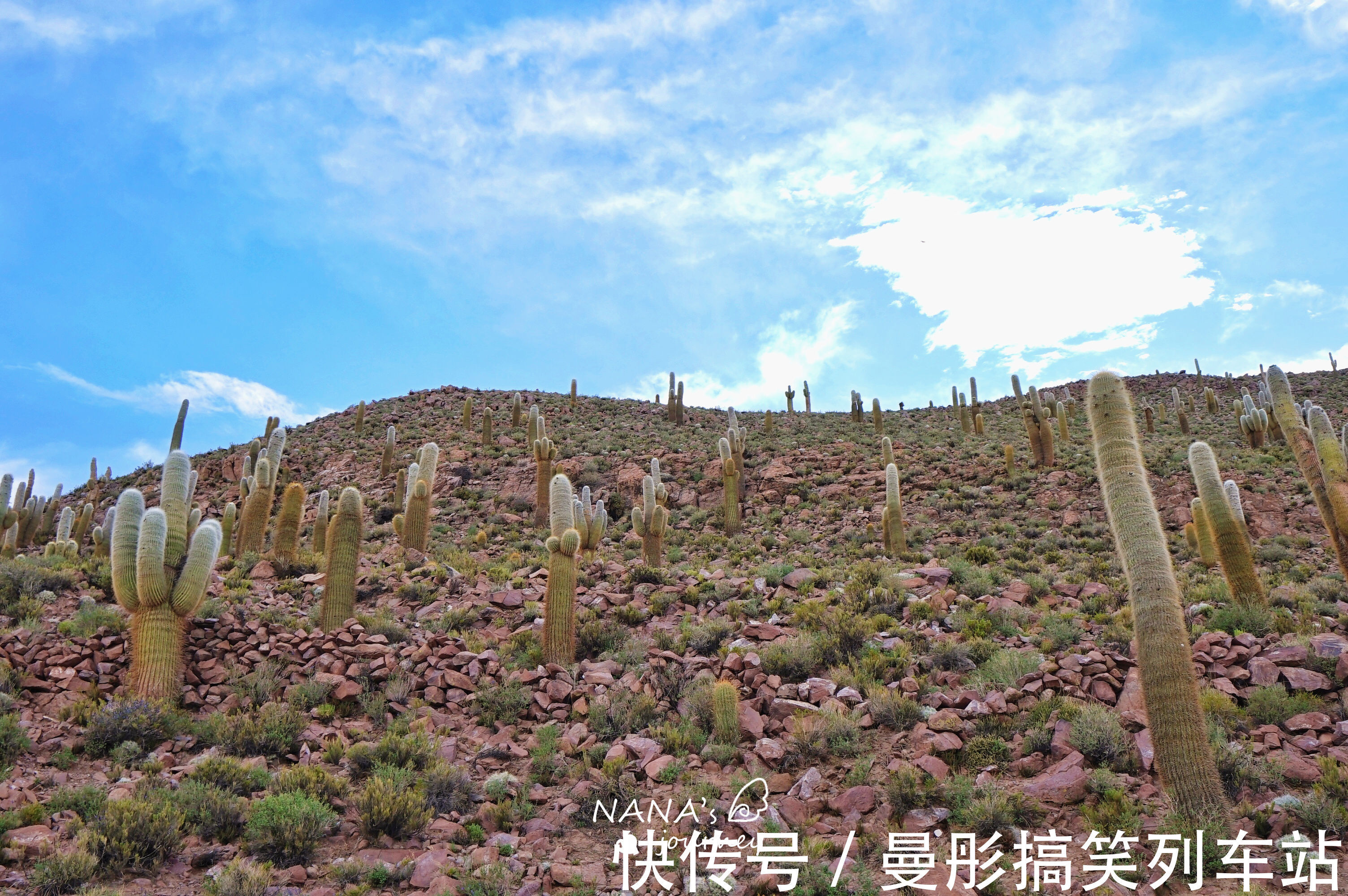 盐湖|神奇的巨人仙人掌，竟然在玻利维亚无人区生长，游客惊呼太美了