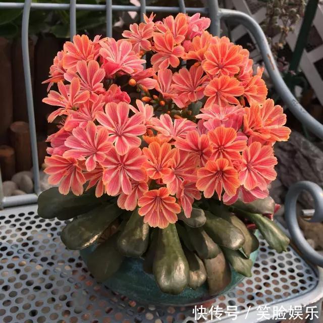 长寿花|这花像长寿花一样好养,全年不间断的开花,太美了