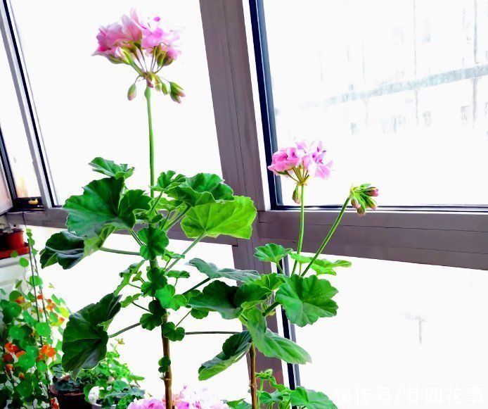 6种花,长高就“变丑”,株型低矮才“漂亮”,要舍得剪