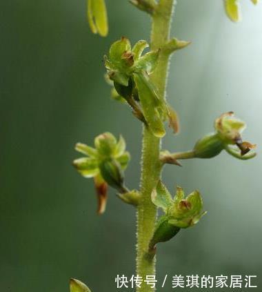 花蕾|兰花的小排铃、大排铃和转茎分别是什么?大的花蕾就是大排铃吗?