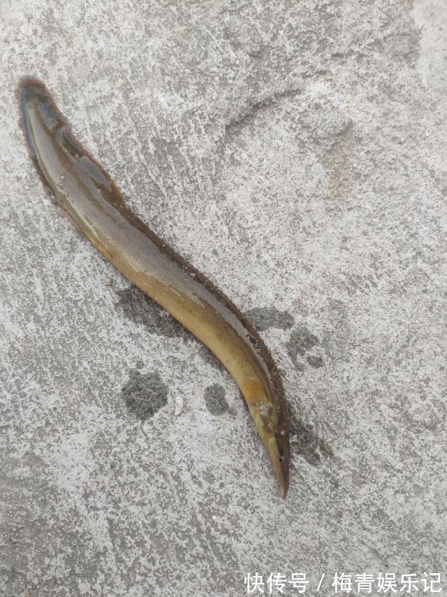 广东|涨水后,广东湛江河道刀鳅鱼泛滥,钓鱼人:钓得头疼