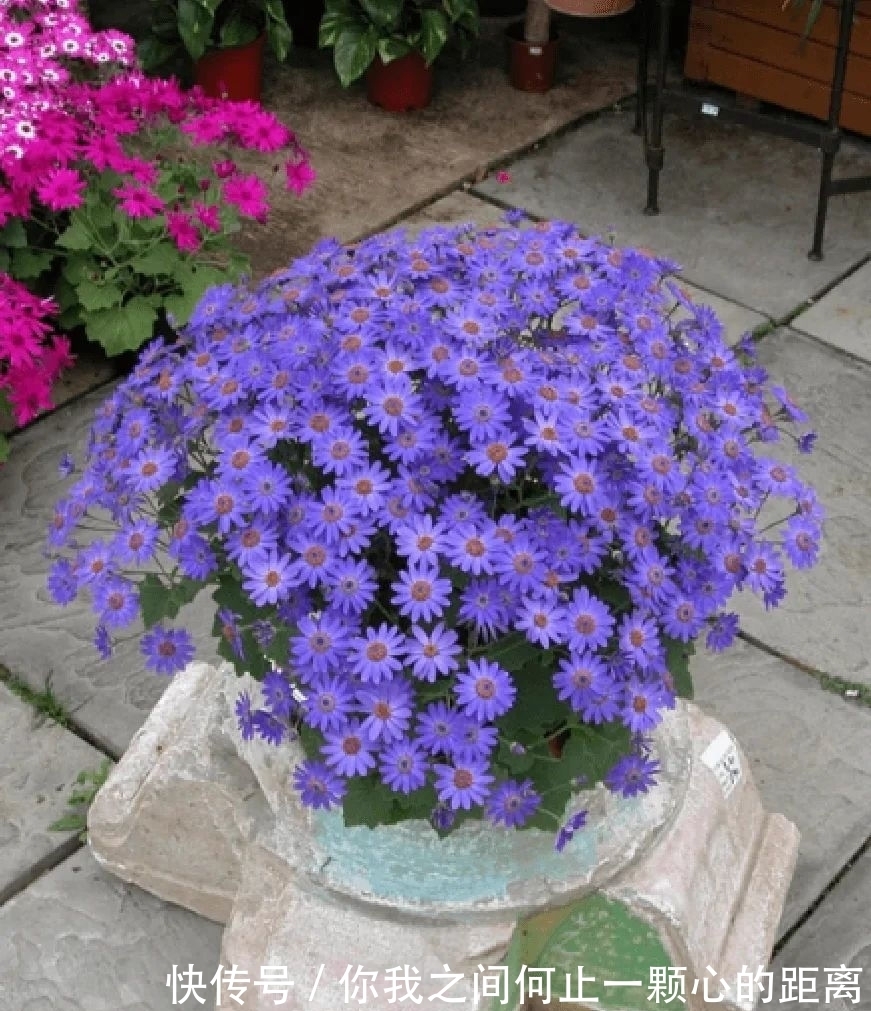 为什么家里的瓜叶菊养一段时间就会枯萎,如何让它开花更久?