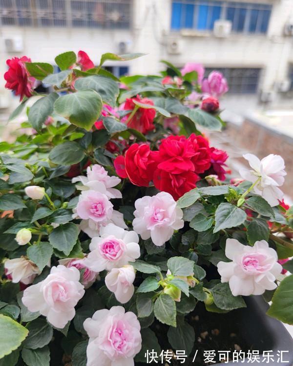 农历10月初6立冬后，养什么花？以下3种花，鸟语花香吉祥如意