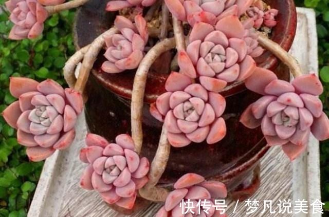 鹿角海棠|阳台养多肉不能错过的16种,全是名气大的品种,价格不贵还很美