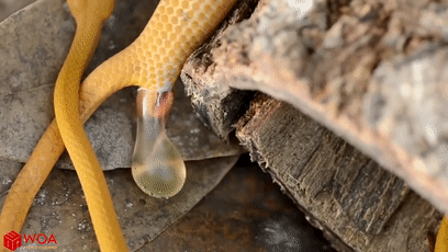 角马|蝙蝠竟然会倒立生孩子,这些生娃瞬间看得我肚子疼