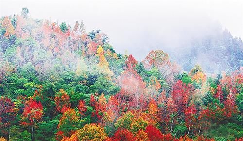  东坡诗词中的海南春天|文化周刊 | a8993