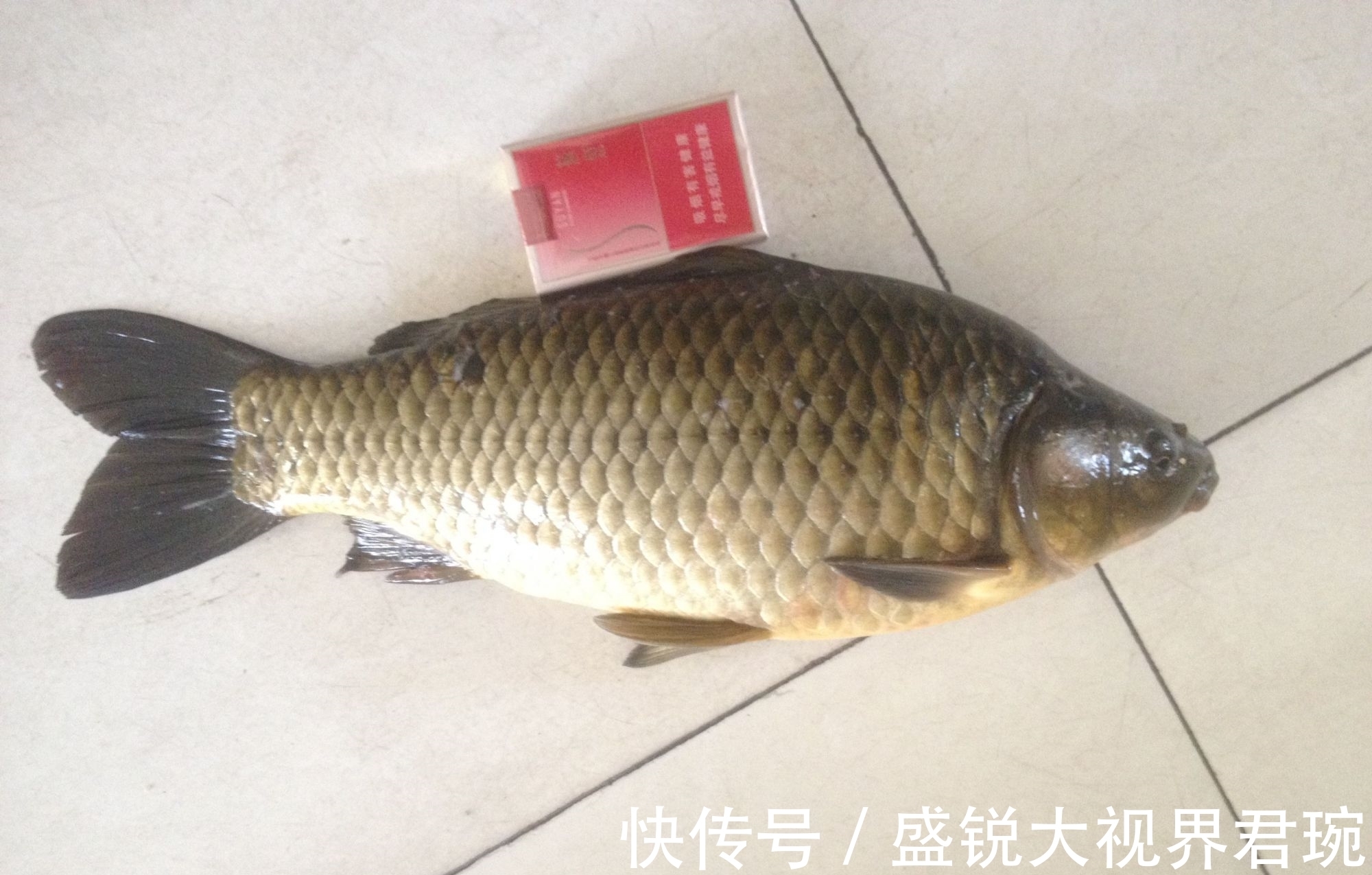 文章|夏季打窝如何长久留鱼?看完这篇文章就都清楚了,果断收藏起来