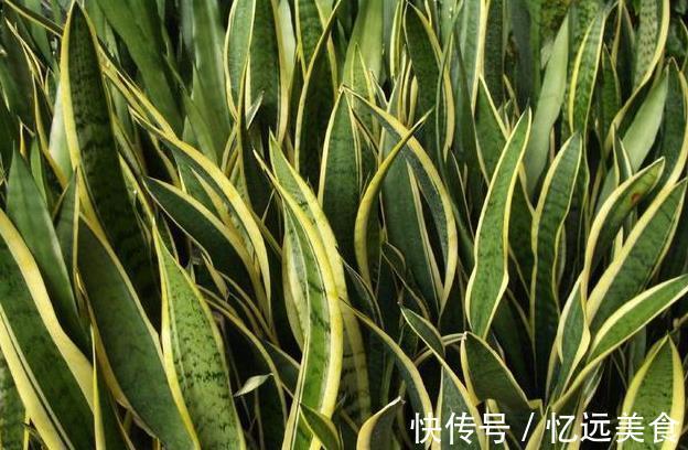 适合家中老人养的3种花,好打理,成活率高,关键能净化空气