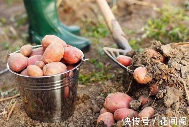 农村|农村随处可见的“地下苹果”,营养又美味,还能降血压、养胃