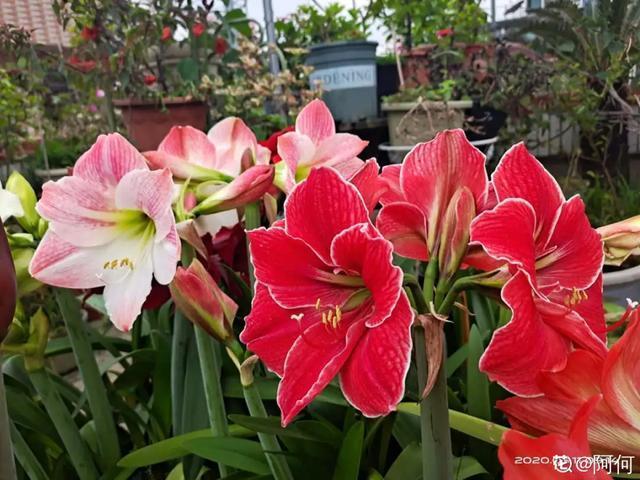 养花技巧这花不是一次性,开完别扔,还能再养7、8年