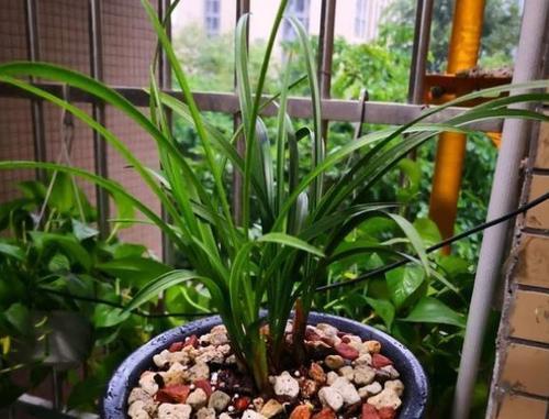 家里养花,2种东西掺盆里,土壤疏松透气,比淘米水强10倍!