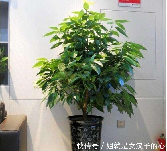 客厅摆上3种“树”,气派又吉利,枝繁叶茂,家人平安健康!