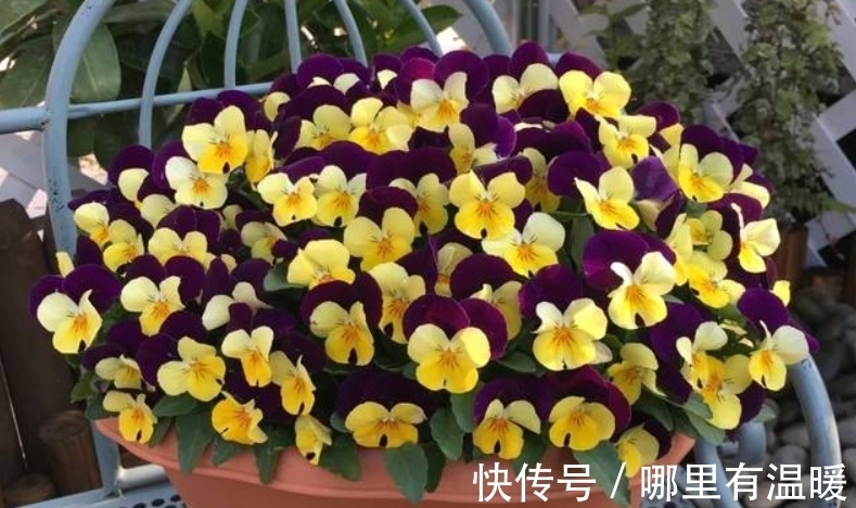 6种漂亮的花,吊着养最合适,能够开成“花球”,太美了