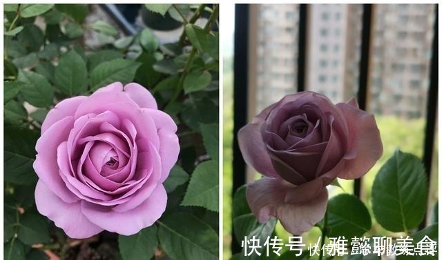 “无缺点”月季花,四季开花,香气浓郁,南北都能种,室内也能养!