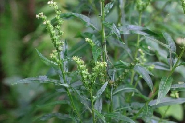 腰痛|十人九腰疼,常把4物当零食吃,消炎止痛,腰不疼了,腿不酸了!