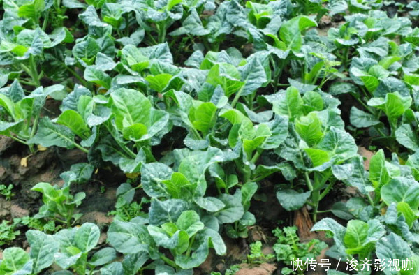 8种“高钙”蔬菜,菠菜不算啥,第一名钙是牛奶3倍,不要错过