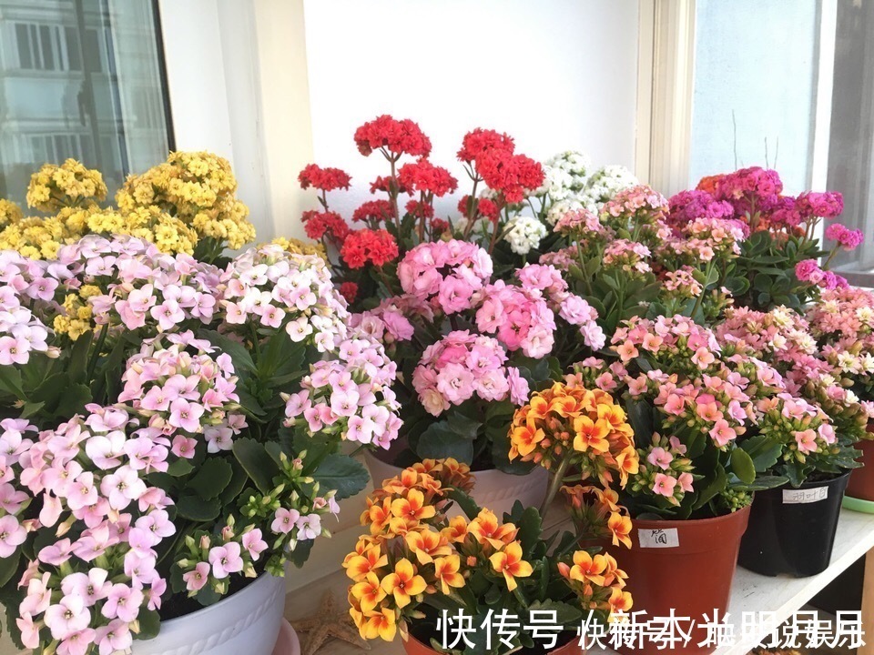 金钱树|养8种花,别花“冤枉钱”,掐1片叶子“扔土里”,几天就生根