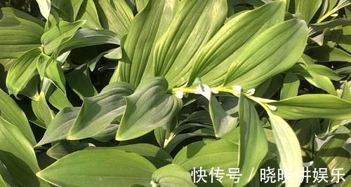 玉竹|它堪称“玉竹”,可做高级滋补品,还能降“三高”,种植效益也高