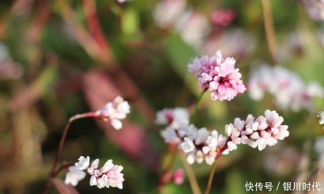 在农村经常见的野草居然可以用来做酒曲，你知道吗