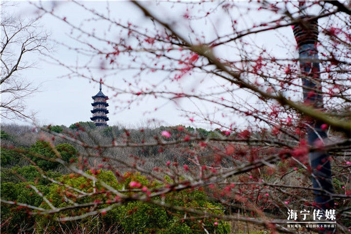 海宁|梅花开了！海宁最美的三个赏梅胜地就在→