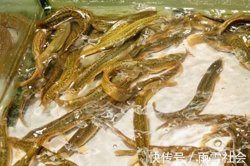 营养物质|男性若想提高男人味,可多吃以下几种食物,促进雄激素分泌