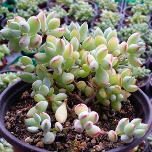 达摩福娘|养多肉植物选它,造型别致,香味宜人,养护简单,值得拥有!