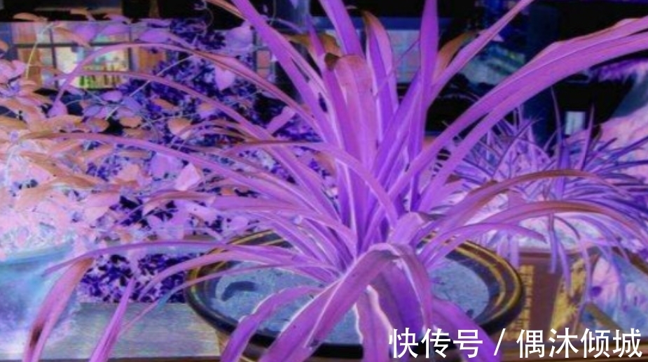 紫色吊兰怎么养才能更旺盛,4个技巧让你的紫色吊兰疯长爆盆