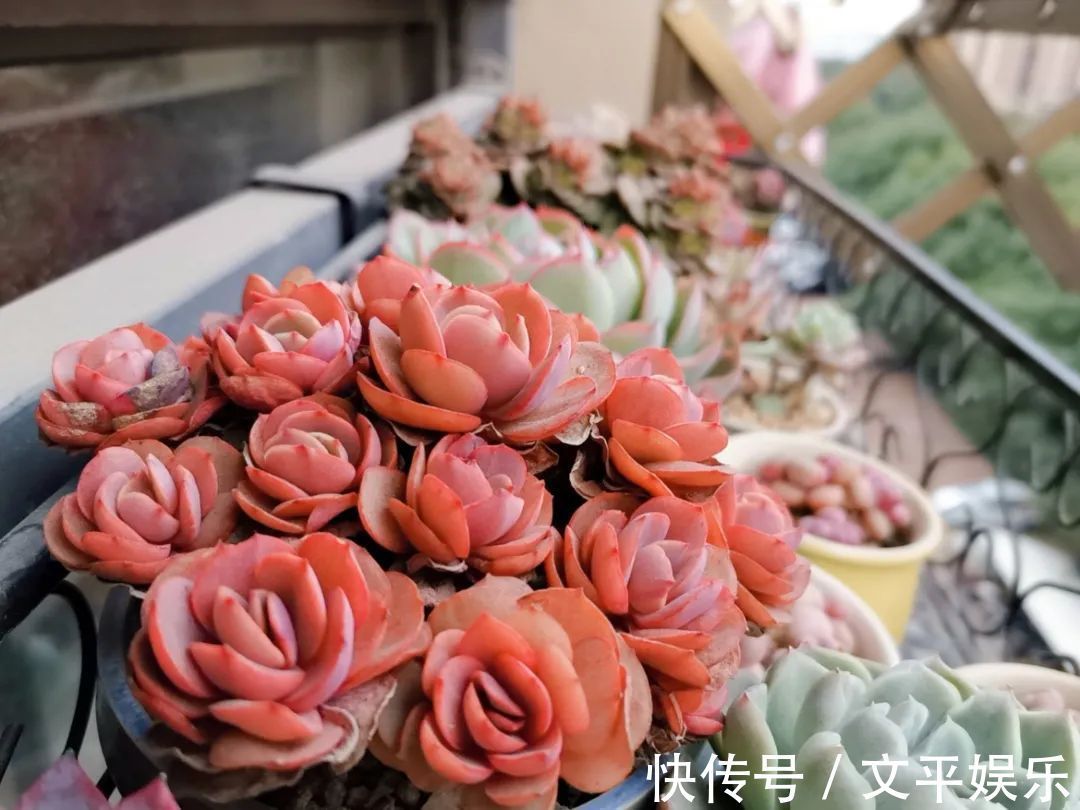 一组逆袭成功的多肉给它时间，它就会给你好看！