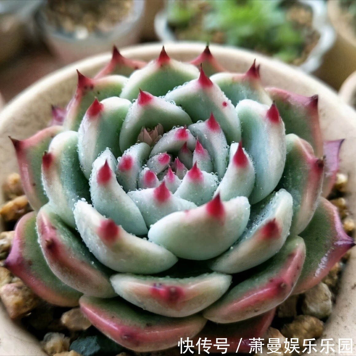 浇水|8种“漂亮花”，冬天要“虐着养”，越虐越健康，不然很难过冬