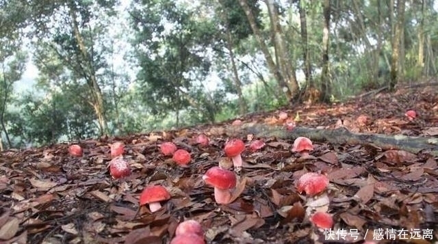 在农村漫山遍野的东西,在城市竟卖几十上百一斤