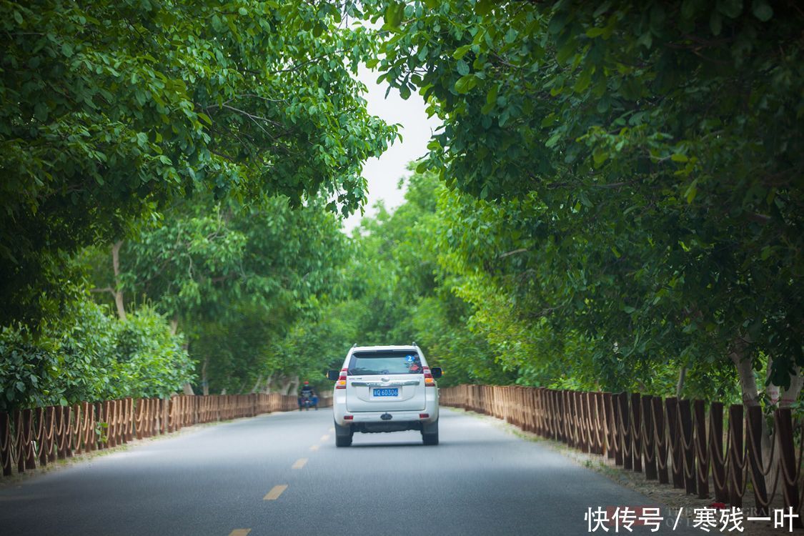 核桃树|新疆有七棵古核桃树，树龄超1500年，合称核桃七仙，景色难得一见